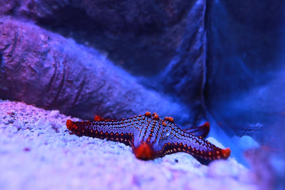Aquarium