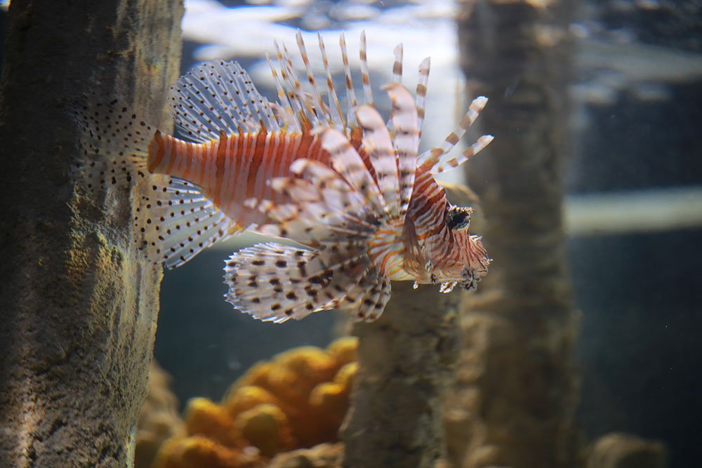 Aquarium photo 2
